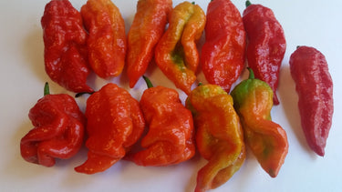 Bhut Jolokia Ghost - Seeds - The Pepper Pantry (Formerly Marie Sharp's)